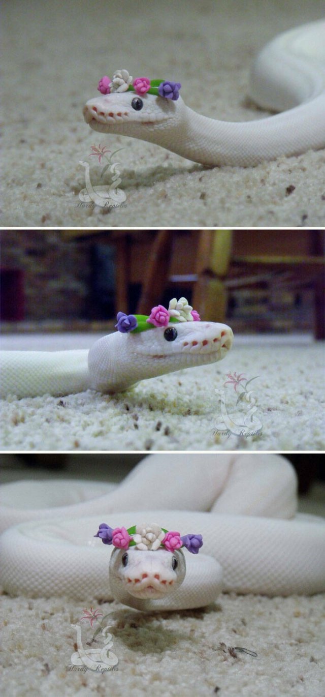 Cute Snakes (30 pics)