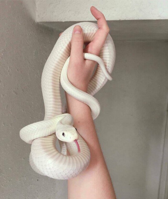 Cute Snakes (30 pics)