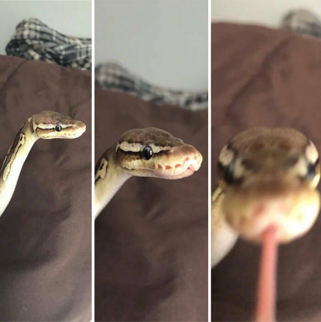 Cute Snakes (30 pics)