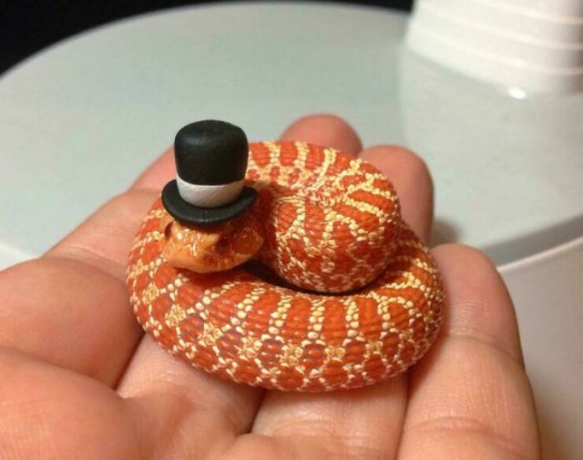 Cute Snakes (30 pics)