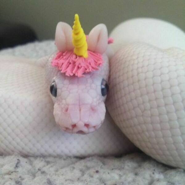 Cute Snakes (30 pics)