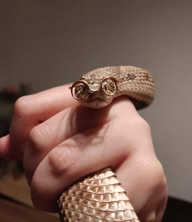 Cute Snakes (30 pics)