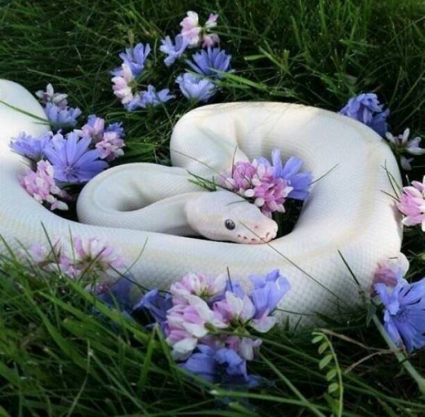 Cute Snakes (30 pics)