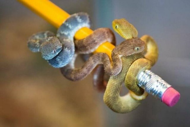 Cute Snakes (30 pics)