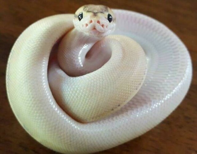 Cute Snakes (30 pics)