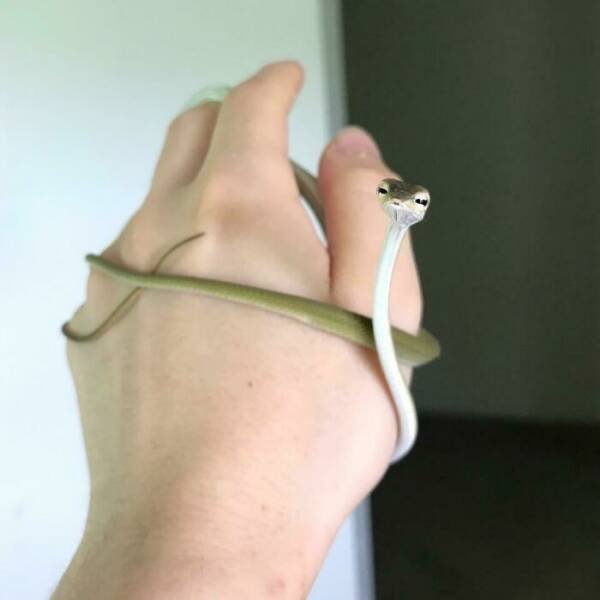 Cute Snakes (30 pics)