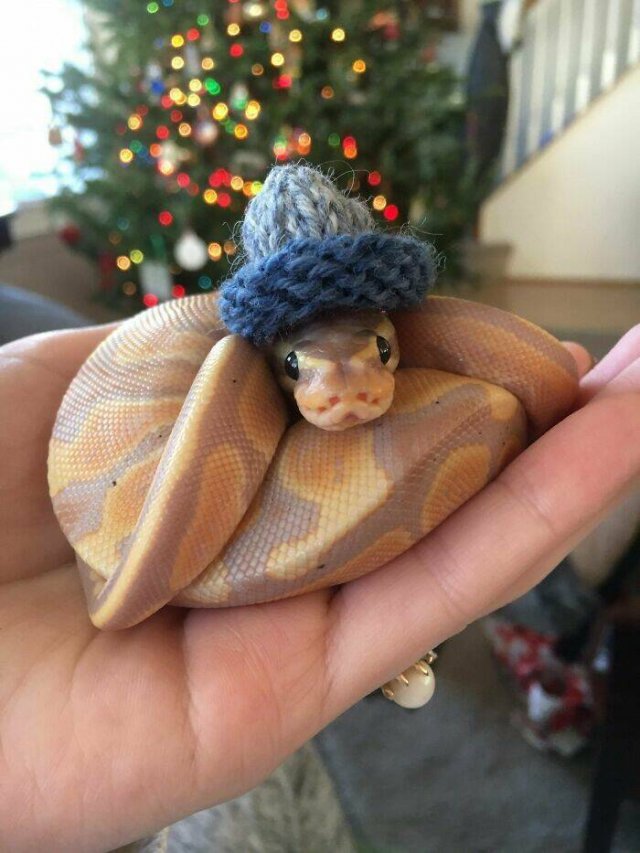 Cute Snakes (30 pics)