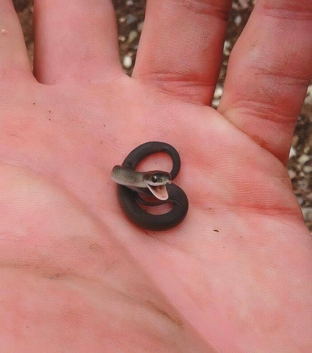 Cute Snakes (30 pics)