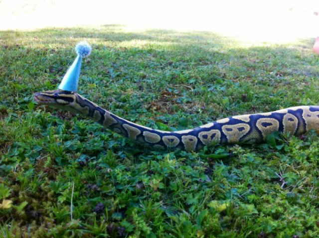 Cute Snakes (30 pics)