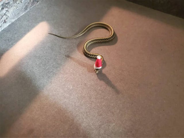 Cute Snakes (30 pics)