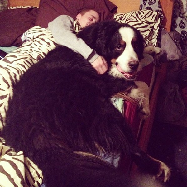 Giant Dogs (30 pics)