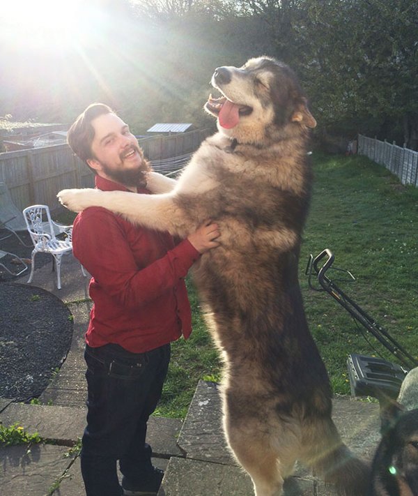 Giant Dogs (30 pics)