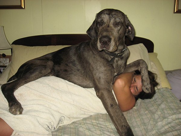 Giant Dogs (30 pics)