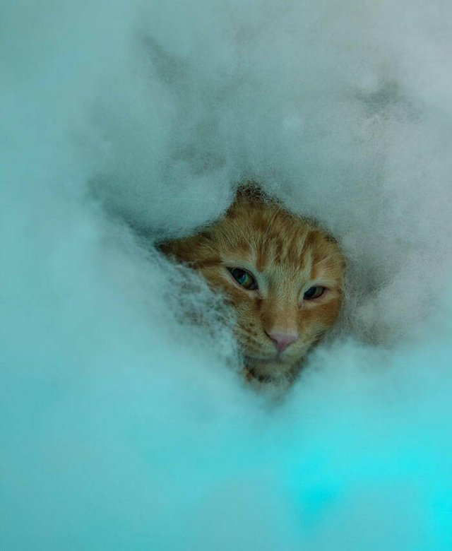 Funny Animals (50 pics)