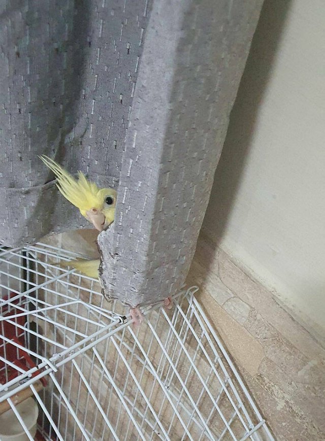 Funny Animals (50 pics)