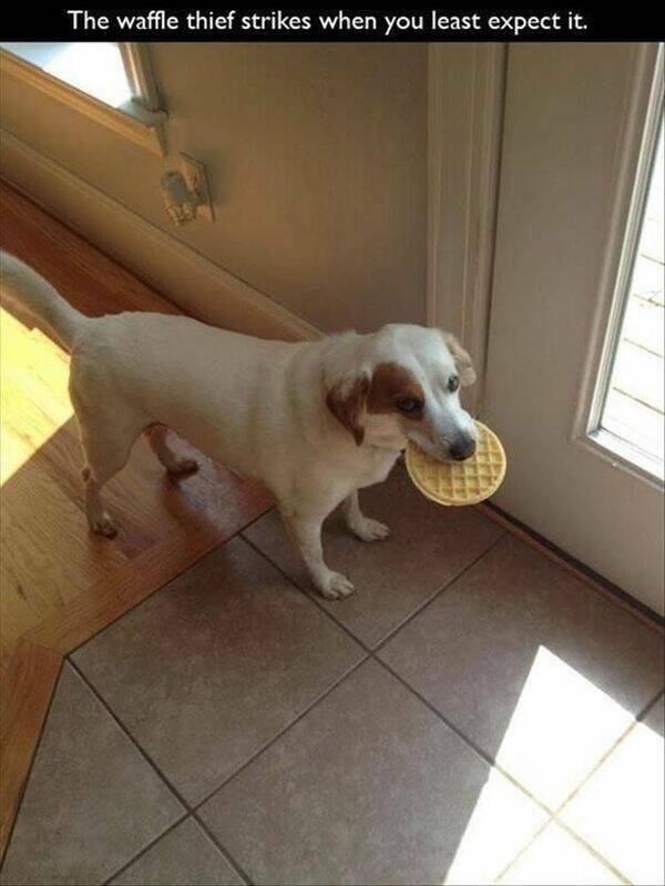 Funny Animals (60 pics)