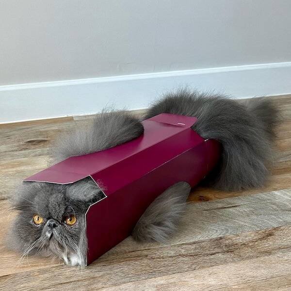 Funny Animals (60 pics)