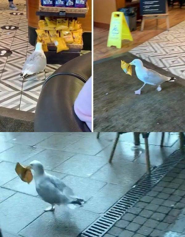 Funny Animals (60 pics)