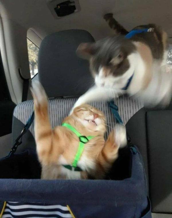 Funny Animals (60 pics)