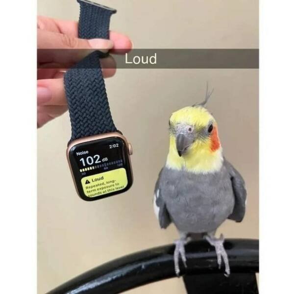 Funny Animals (60 pics)