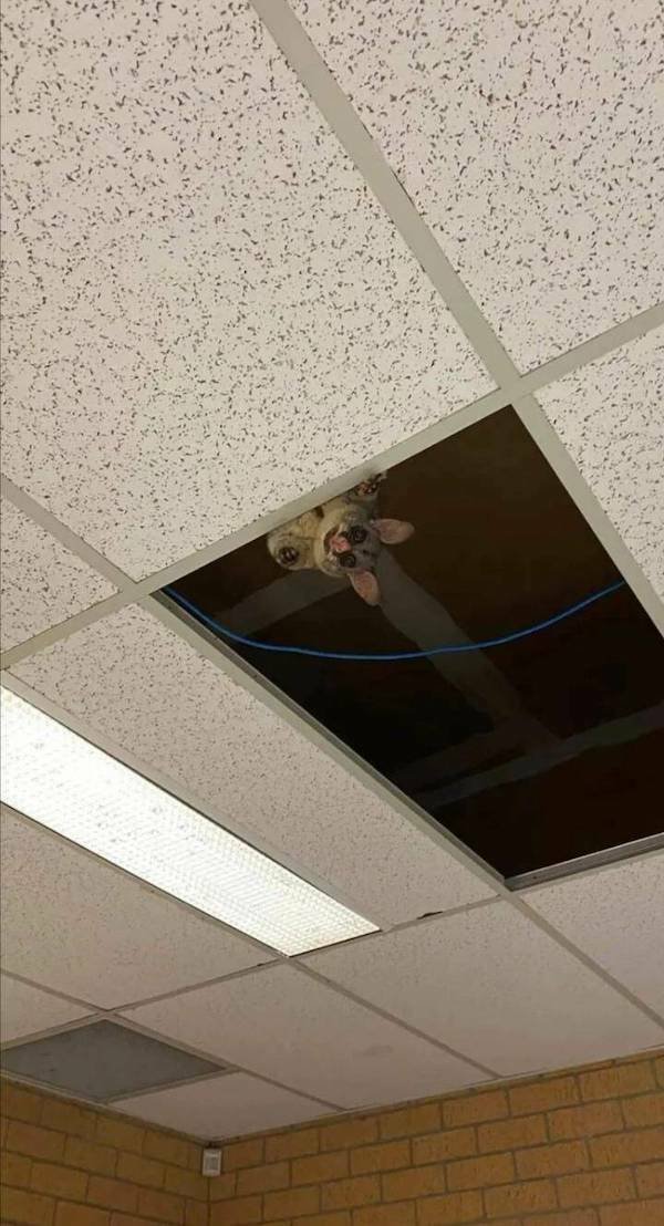 Funny Animals (60 pics)
