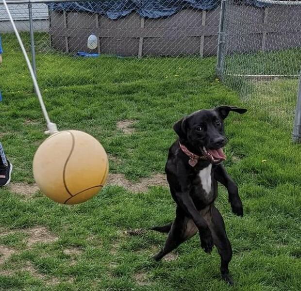 Funny Animals (60 pics)