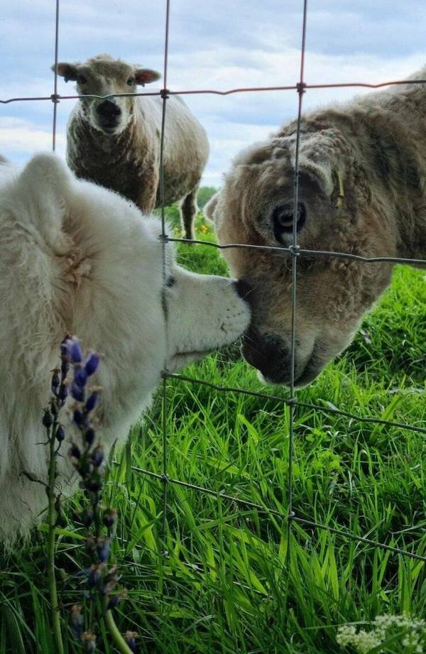 Funny Animals (60 pics)
