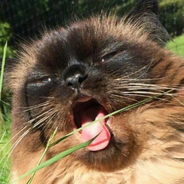 Funny Cats (50 pics)