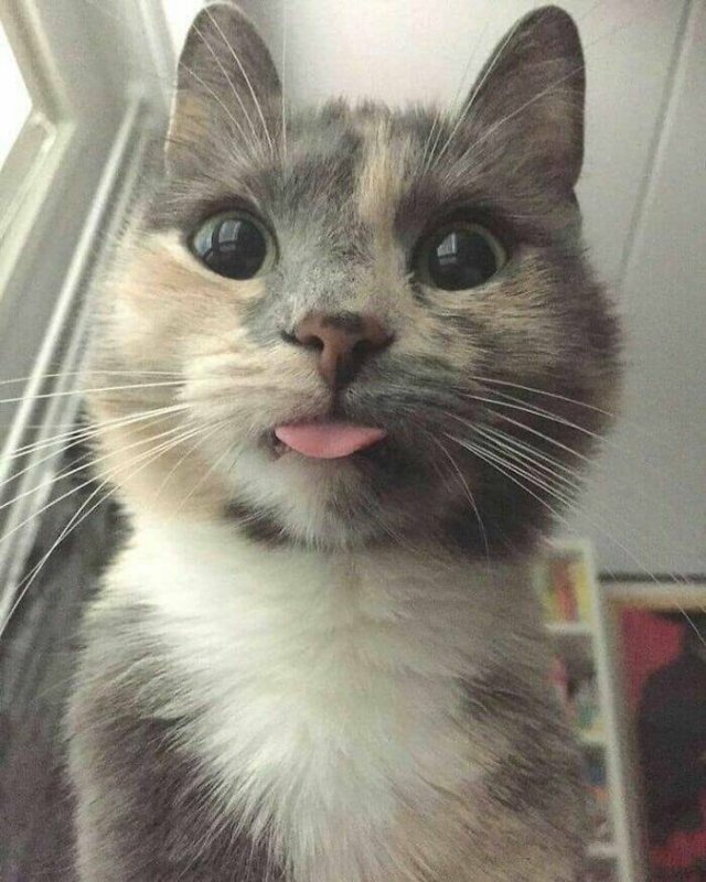 Funny Cats (50 pics)