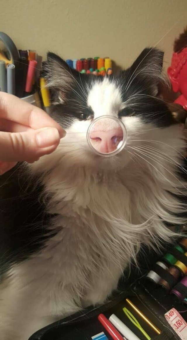 Funny Cats (50 pics)