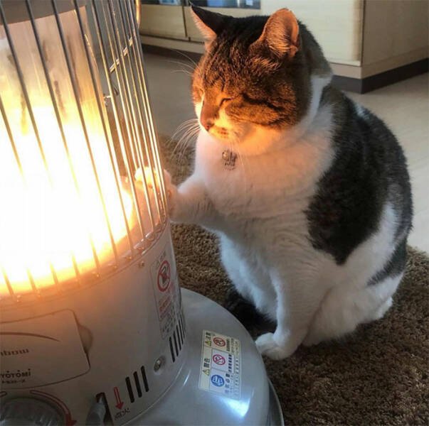 Funny Cats (50 pics)