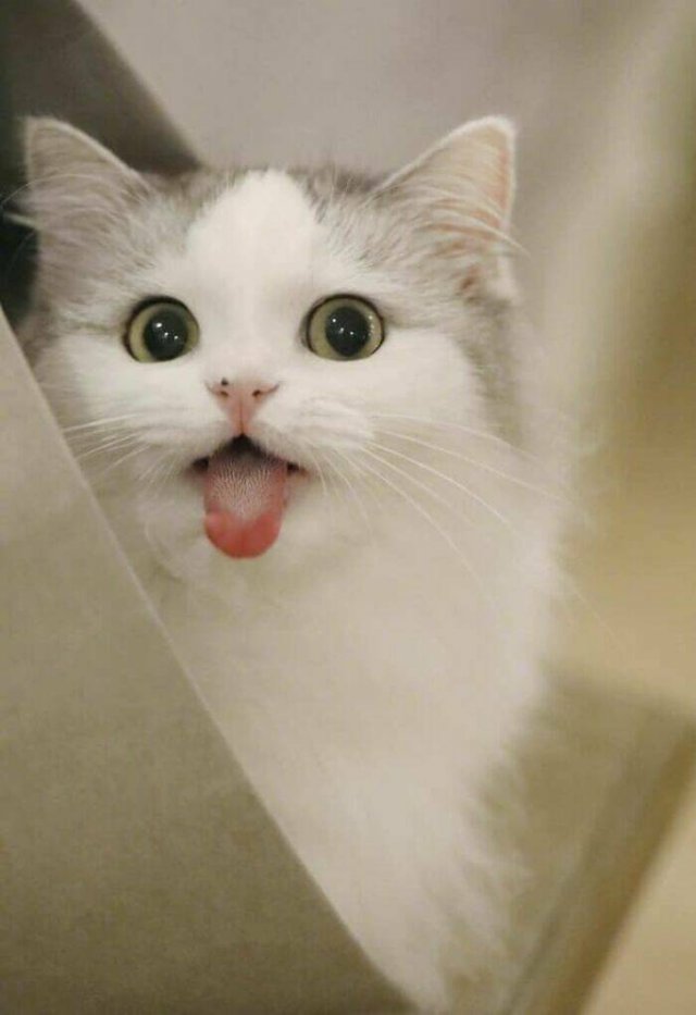 Funny Cats (50 pics)