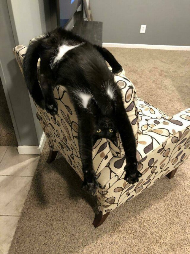 Funny Cats (50 pics)