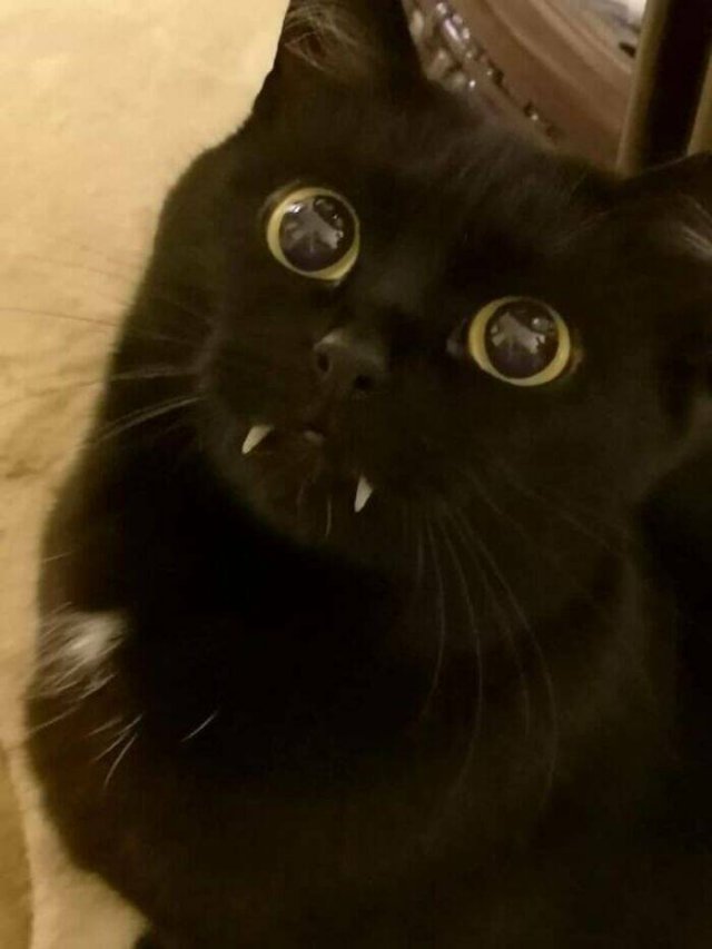 Funny Cats (50 pics)