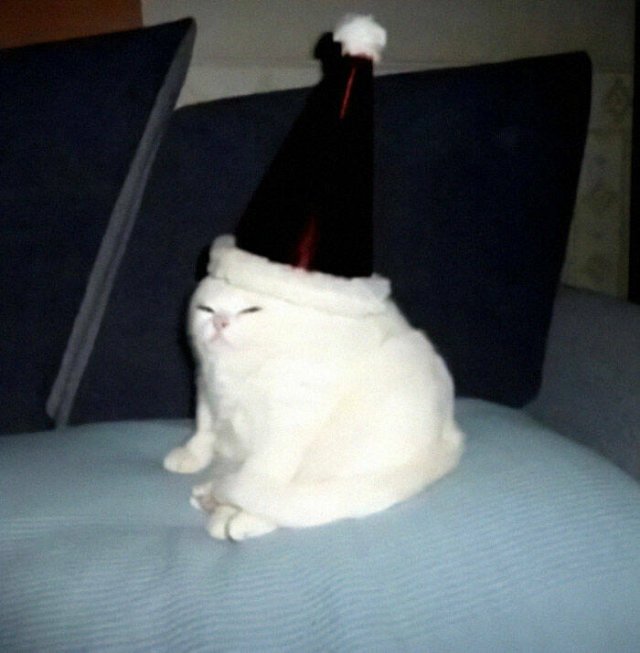 Funny Cats (50 pics)
