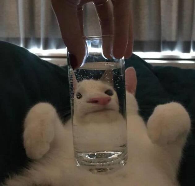 Funny Cats (50 pics)