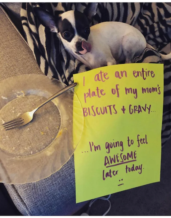 Funny Guilty Dogs (23 pics)