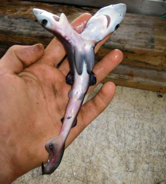 Creepy Finds (36 pics)