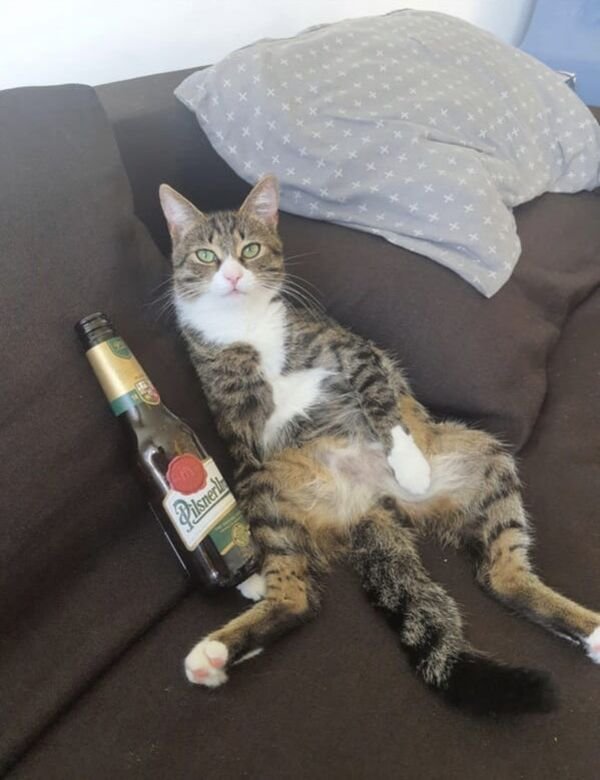 Funny Cats (29 pics)