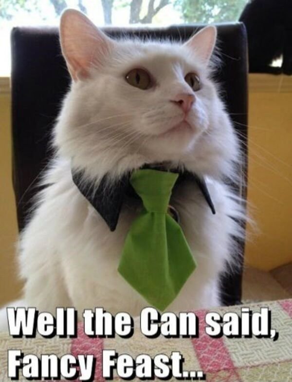 Funny Cats (29 pics)