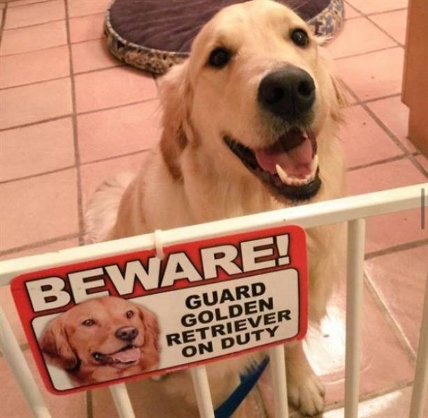 Funny Dogs (25 pics)