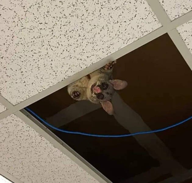 Interesting Finds (16 pics)