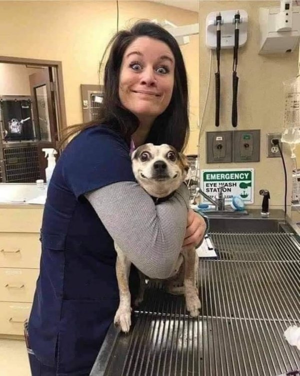 Pets After The Veterinary Clinic (36 pics)