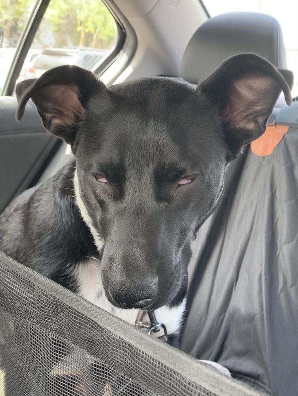 Pets After The Veterinary Clinic (36 pics)