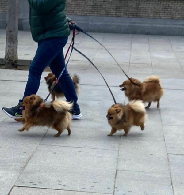 Funny Dogs (30 pics)