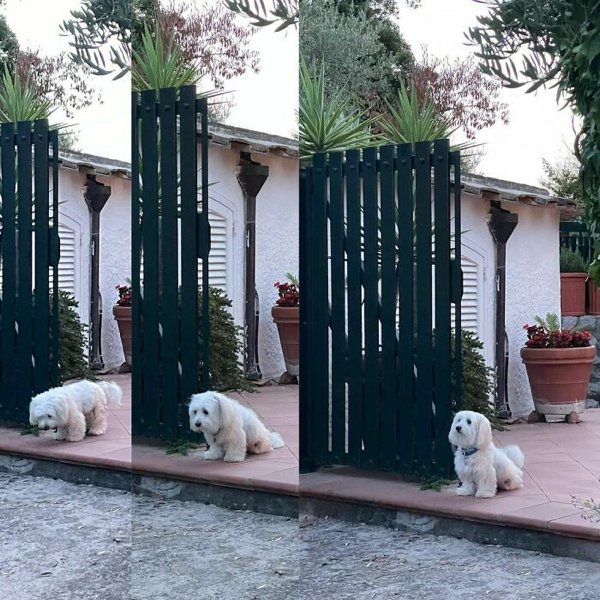 Funny Dogs (30 pics)