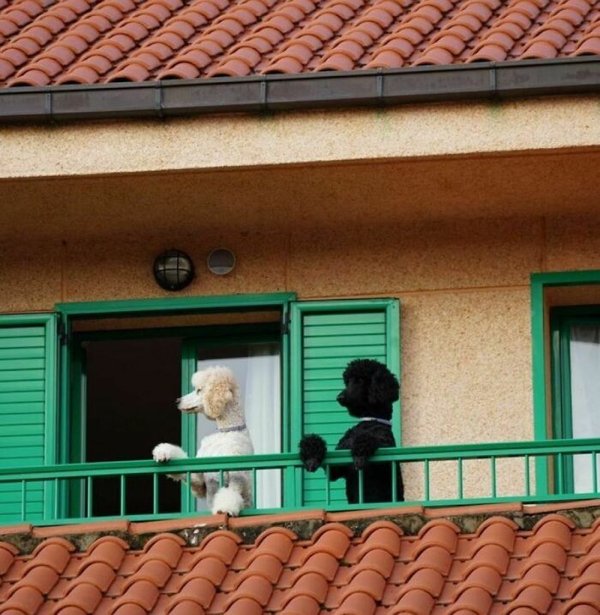 Funny Dogs (30 pics)