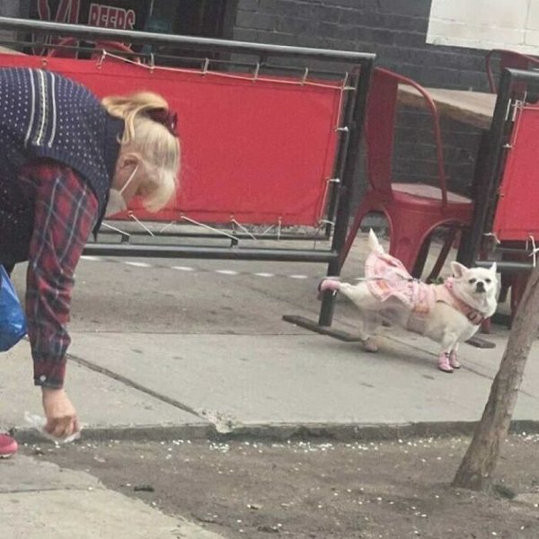 Funny Dogs (30 pics)