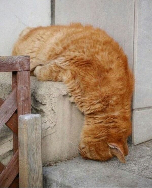 Cute Cats (32 pics)