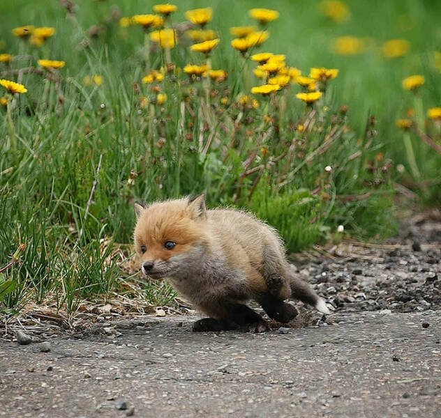Cute Foxes (39 pics)